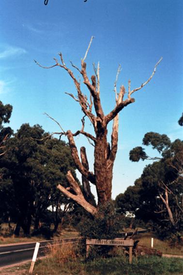 Large dead tree on grassed triangle. Major sealed road on right (Balnarring Road) at its junction with TubbaRubba Road. A simple wooden sign at base of the tree identifies the corner as Foxey’s Hangout.
There are healthy trees to either side of the main road.