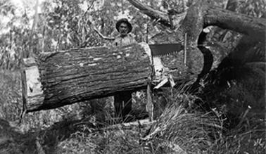 An older man, Old Jack(Johnson), standing behind a tree trunk with a chain saw in situ at about 6 feet from the end. 
