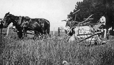 Horses and reaper in paddock of uncut hay. One man seated on reaper, watched by 2 children