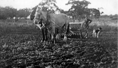 Two horses with old fashioned driller, an unidentified man and a dog, working a ploughed paddock at Maxwellton