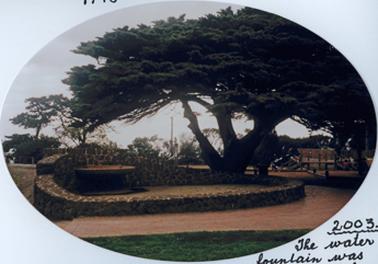 Scene in a park of a circular brown stone wall, about a metre high on the left side  diminishing sharply to about 20 cm for the remainder of the circle. Within is a stone platform  on the left, presumably containing the fountain, and a large old cypress tree on the right. It shows a side view of the fountain. 